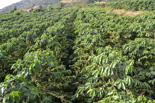云南咖啡种植