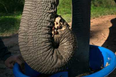 大象食用咖啡豆