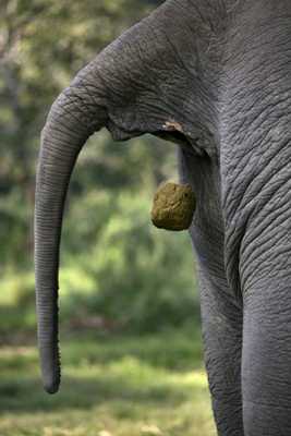 大象排除咖啡豆