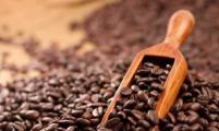 本年度前2月 宏都拉斯咖啡出口增两倍