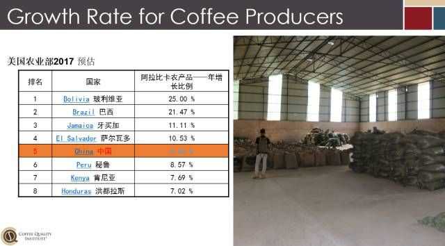 云南咖啡种植现状以及精品化的未来2