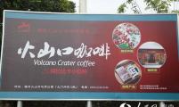 石山互联网农业小镇精品农作物：火山口咖啡