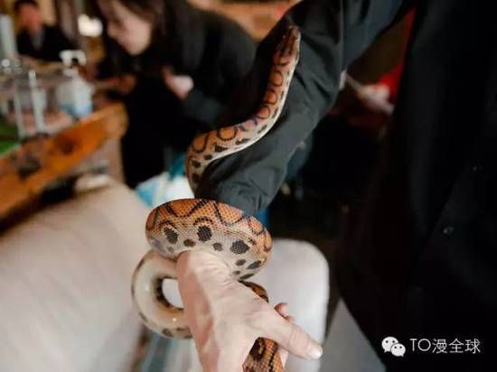 蛇主题咖啡馆