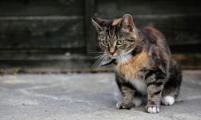 日本将成立收容猫咖啡厅协会 帮助流浪猫咪找新主人