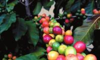 双江加快咖啡产业发展步伐