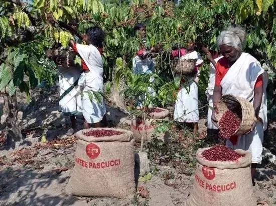 PASCUCCI的咖啡豆种植园