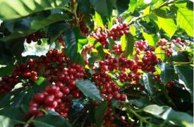 普洱咖啡入选 全国农业区域品牌价值10强