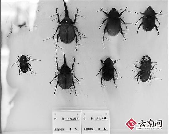 在快件中查获的日本活体虫，已被做成标本。
