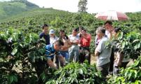 德宏后谷咖啡产业扶贫让企业和农户双赢