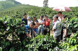 德宏后谷咖啡产业扶贫让企业和农户双赢