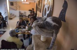 走进匈牙利布达佩斯猫咪咖啡馆