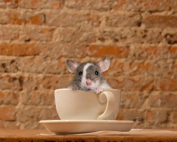 老鼠咖啡厅3