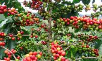 马达加斯加咖啡价格上涨