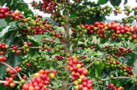 马达加斯加咖啡价格上涨