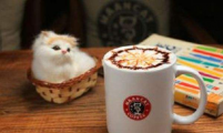 漫猫咖啡馆 助加盟商创业美梦成真