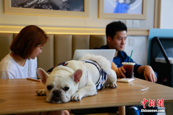杭州有家咖啡店 专为宠物开设