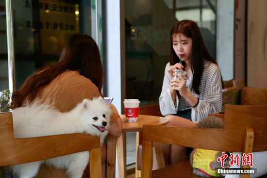 杭州有家咖啡店 专为宠物开设 4