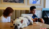 杭州有家咖啡店 专为宠物开设
