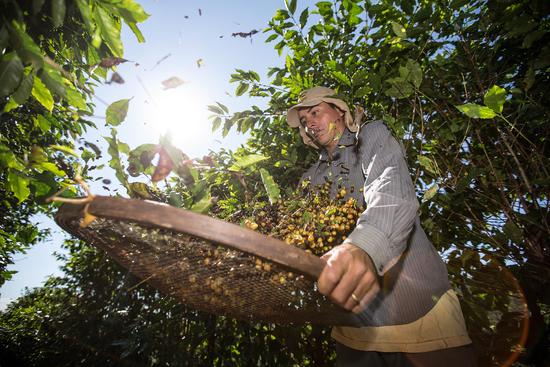 一名工人筛出收获咖啡果实中参杂的叶子