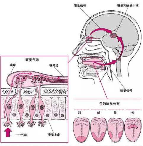 鼻和舌的味觉分布以及工作原理