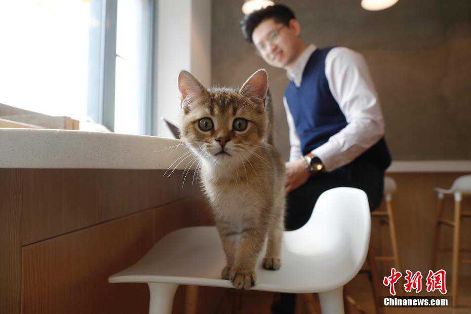 上海猫咪主题咖啡馆 2