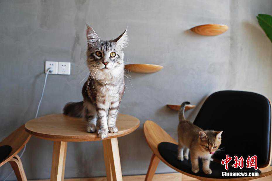 上海猫咪主题咖啡馆 3