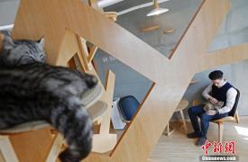 上海猫咪主题咖啡馆 喵星人为顾客缓解压力