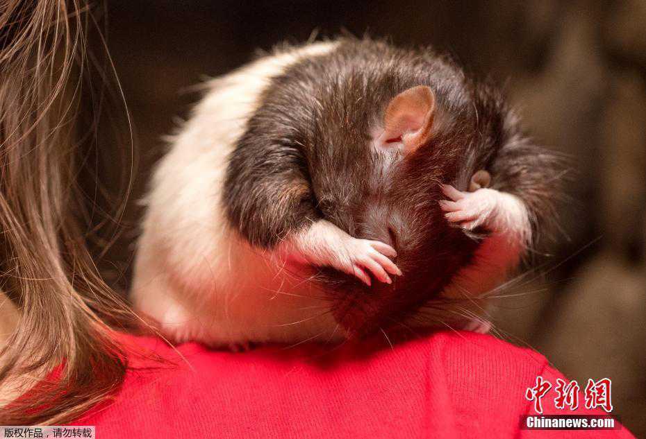 一只名为Sprout的小老鼠在咖啡馆的志愿者肩膀上“洗脸”