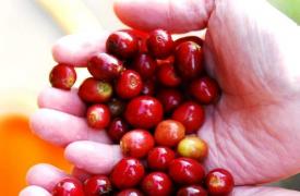 巴新爆发咖啡果小蠹虫害，咖啡业受灾严重