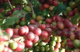 坦桑咖啡产量翻番规划遭遇种子短缺挑战