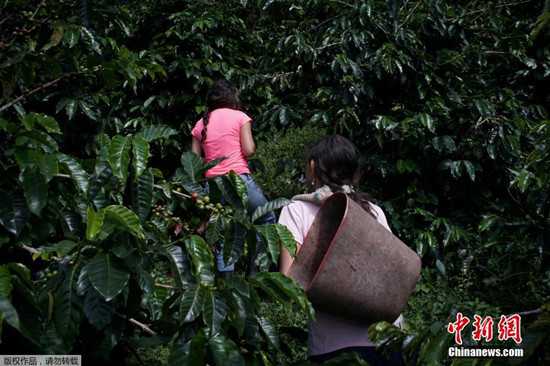 哥伦比亚圣卡洛斯一咖啡园中，母女俩摘咖啡豆果实
