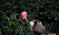 探访哥伦比亚咖啡园 一杯咖啡的纯手工之路