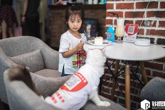 杭州现猫咪服务员咖啡店3