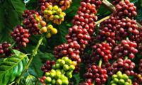 今年越南咖啡出口额将减21.17%