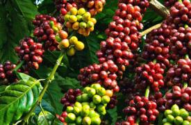 今年越南咖啡出口额将减21.17%