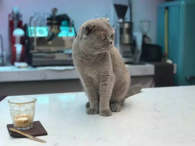 豆庐cafe 猫咪