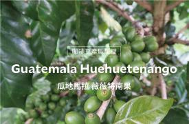 瓜地马拉9月咖啡出口年减29%