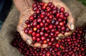 全球咖啡豆产量上升，咖啡期货走低，谁是价格走低的赢家