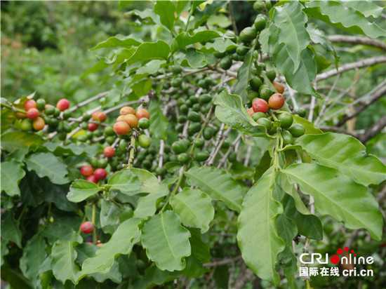 朱苦拉咖啡林是中国现存树龄最高的小粒种咖啡林,属阿拉比卡小粒种咖啡中的波邦和铁皮卡品种