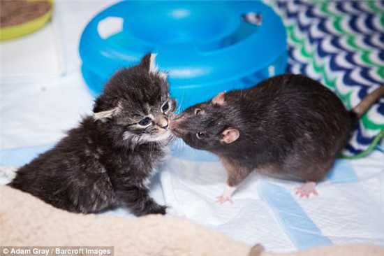 美国一家咖啡馆里老鼠照顾流浪猫 猫和老鼠和平相处