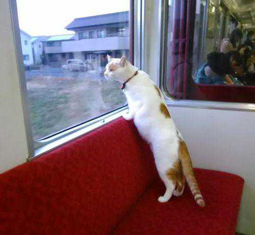 日本首开猫咪咖啡列车