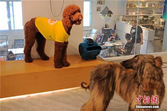 阿富汗猎犬主题咖啡馆亮相上海