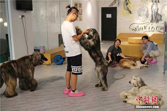 阿富汗猎犬主题咖啡馆亮相上海4