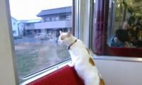 日本首开猫咪咖啡列车 帮助流浪猫找铲屎官