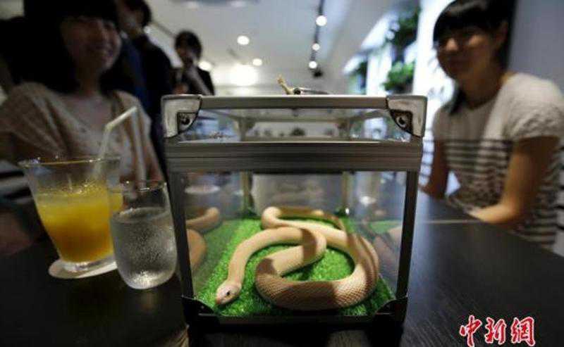 蛇主体咖啡馆