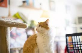 猫咖正流行：聚焦“猫粉”的主题咖啡将成为新贵
