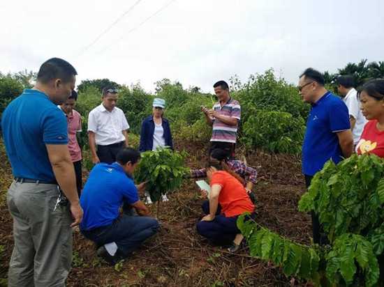 科技扶贫 白沙县科协为细水乡农户举办咖啡种植培训课2