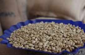 普洱首批“两检一统”咖啡生豆出口乌克兰
