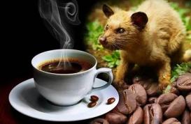 “猫屎咖啡”领军印尼产品从东博会走进中国市场