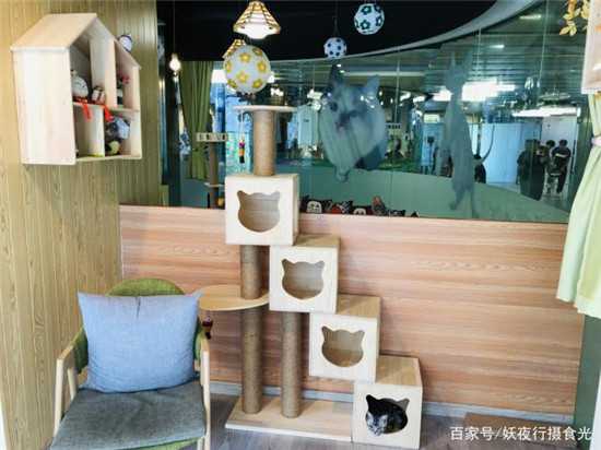 北京唯一一家没有美食的猫咪咖啡馆2